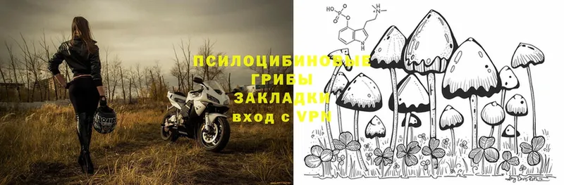 Псилоцибиновые грибы Cubensis  Владивосток 